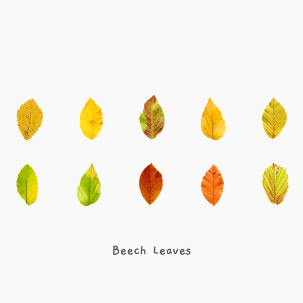 Fall Leaves Masking Sticker Roll