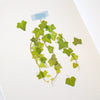 Appree Pressed Flower Sticker - Ivy