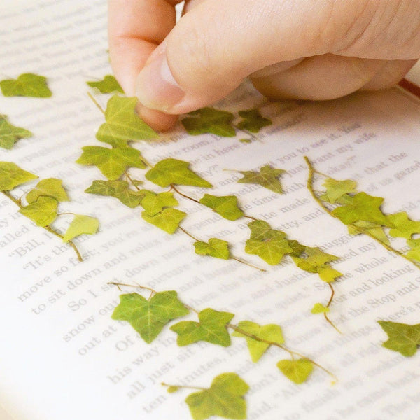 Appree Pressed Flower Sticker - Ivy