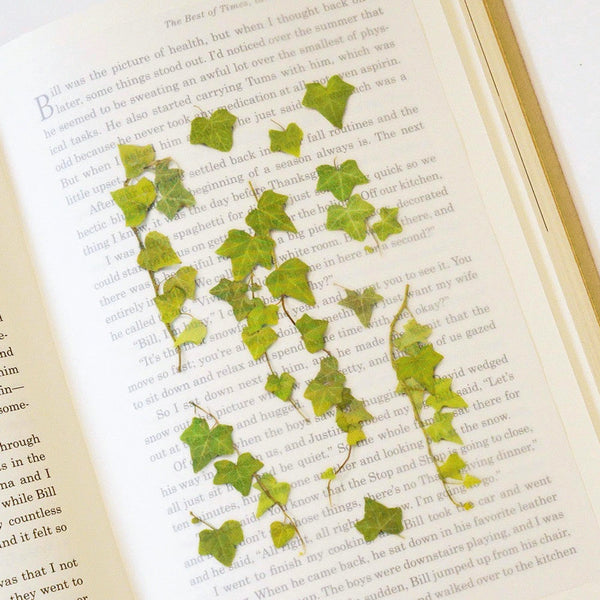 Appree Pressed Flower Sticker - Ivy